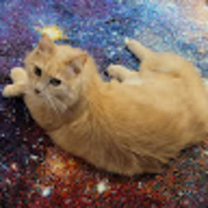 Meet your Posher, Denise